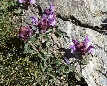 IMG19713 Scutellaire des Alpes (Scutellaria alpina L.)